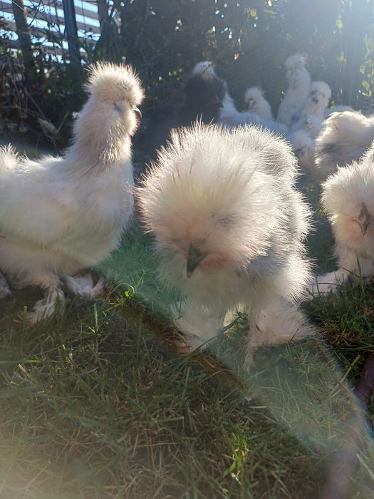 Koguciki silki jedwabiste