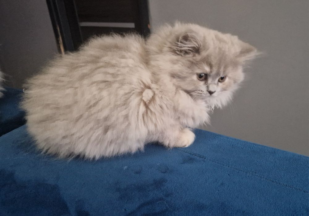 Kocurek Brtytyjski długowłosy Liliowy