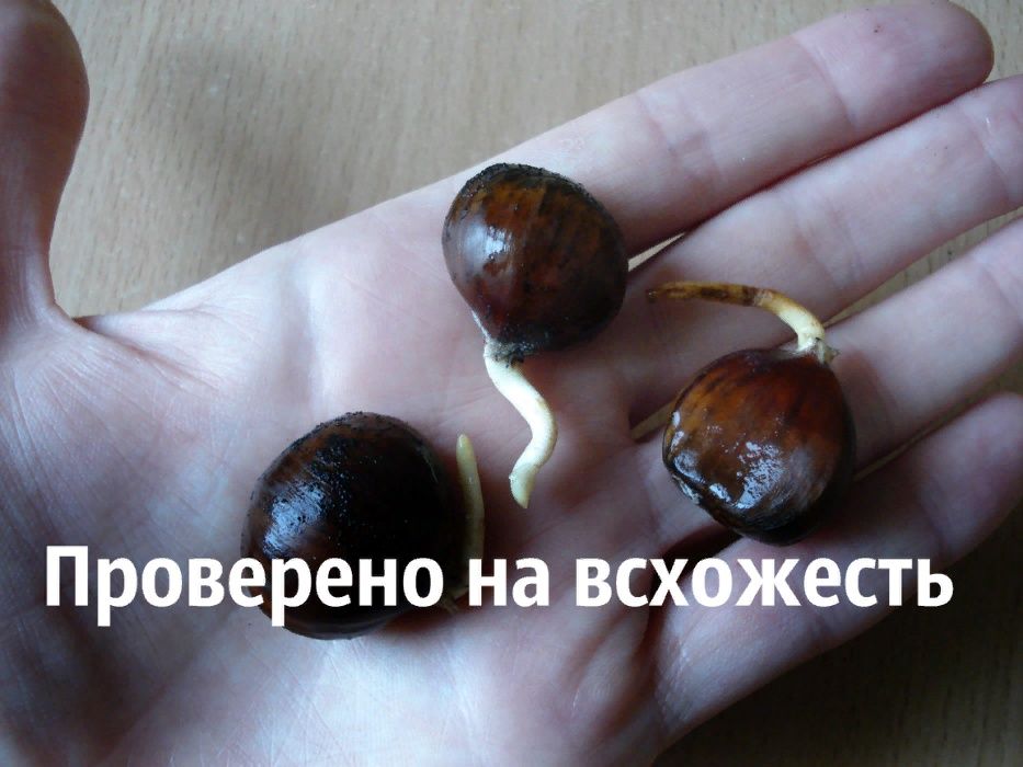Каштан їстівний насіння 3-8 грамів (10 шт) посівний на посадку
