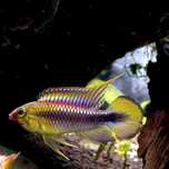 Apistogramma sp. Abacaxis