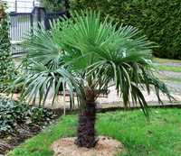 PALMA MROZOODPORNA
Trachycarpus Fortunei