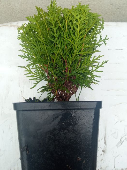 Туя Даніка 150 грн