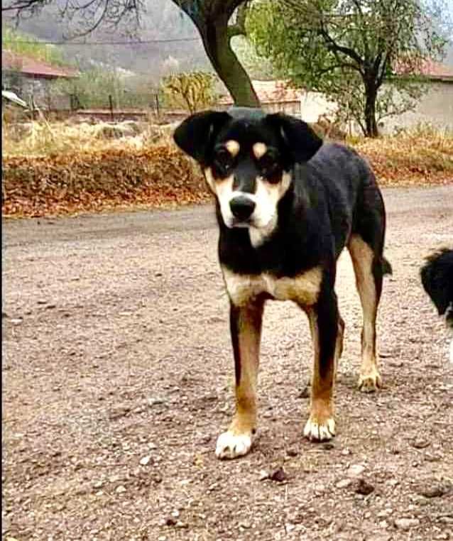 BENDŻI  1 rok, łagodny, pozytywny. Uratowany w Bułgarii.