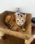 Setúbal / Margem Sul / Lisboa — ZEUS, gatinho para adoção