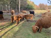 Highland Cattle Bydło szkockie