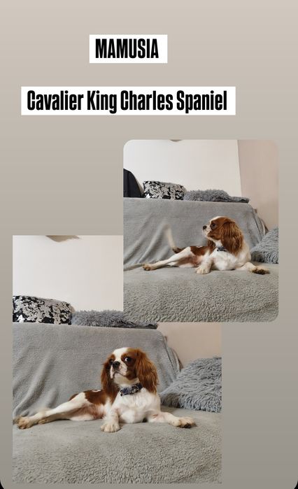 Śliczne Rodowodowe Szczenięta Cavapoo  • GOTOWE DO ODBIORU •