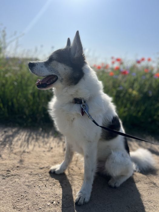 Piesek Toni szuka domu