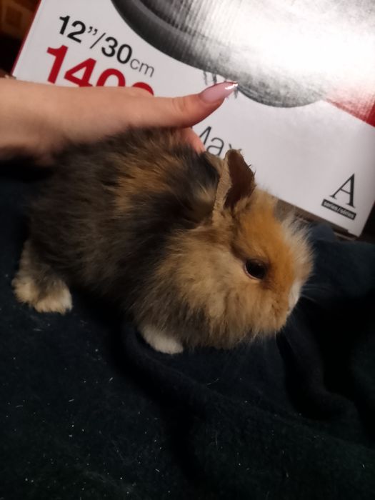 Króliczki miniaturki