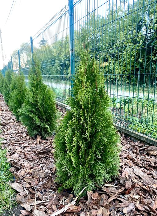 Piekna Tuja Szmaragd 90-100cm PRODUCENT | DOSTAWA | SADZENIE (110/120)