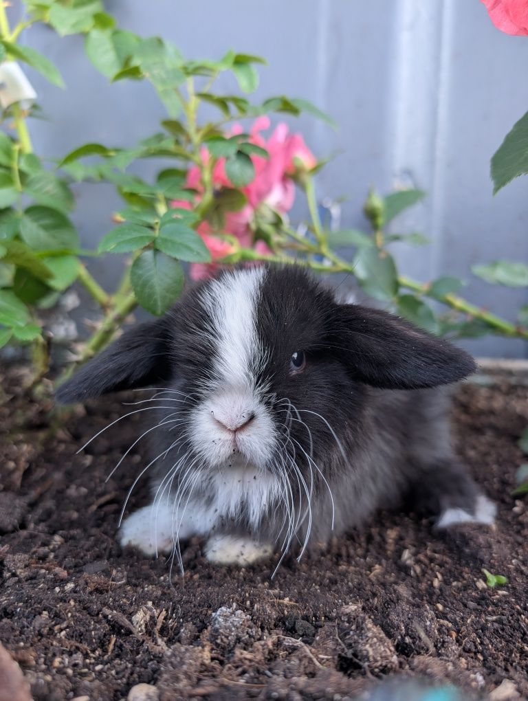 Mini lop, baranek miniaturka, metryka
