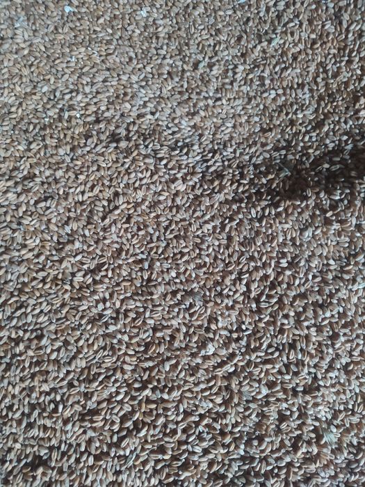 Насіння озимої пшениці РЖТ Реформ