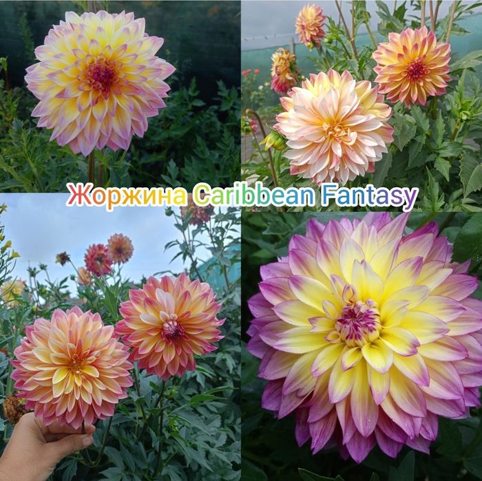 Сортова жоржина Caribbean fantasy, біла півонія