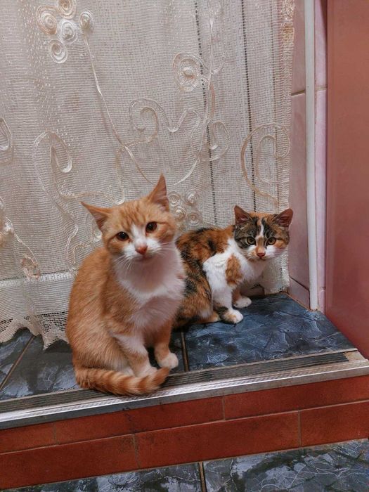 Коти.Віддамо у добрі руки.