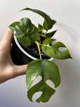 Monstera Minima / Tetrasperma Mint variegata