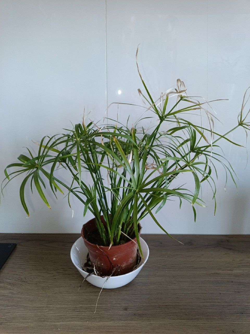 Cyperus papirus involucratus Variegata
