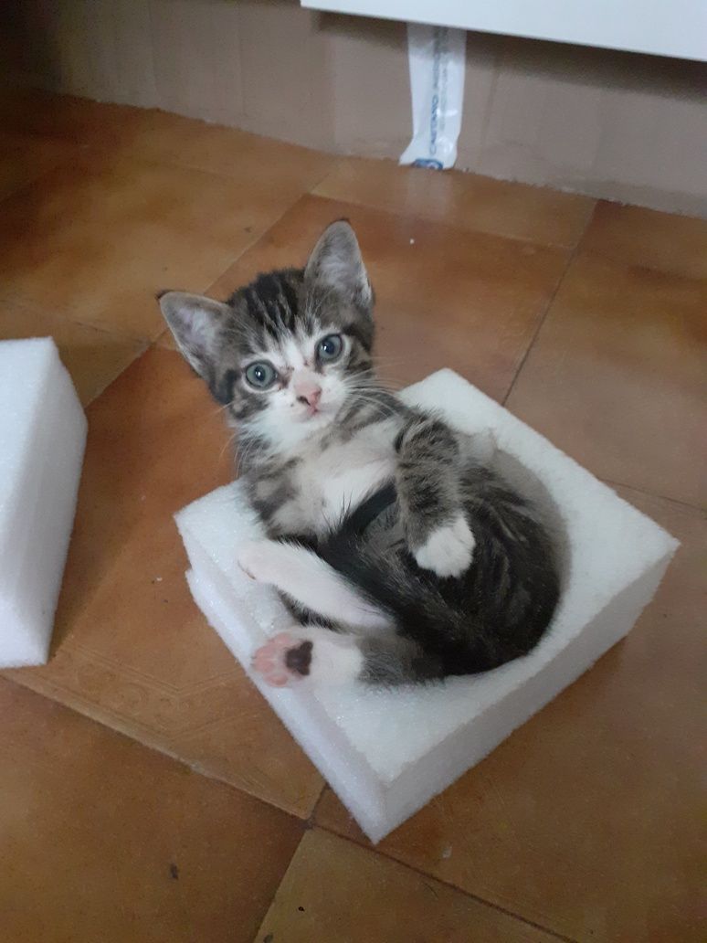 Gatinhos para dar