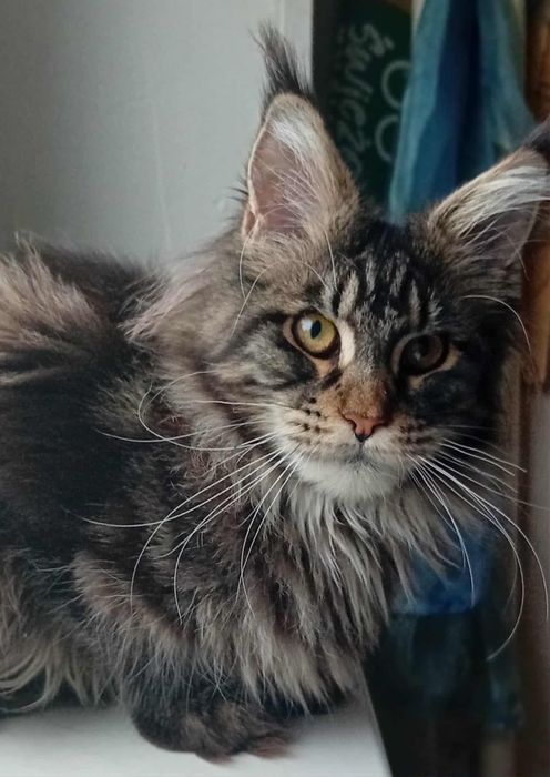 Koteczka Maine Coon z rodowodem