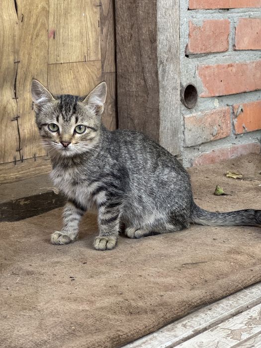 Кошеня шукає любов - хлопчик (4 місяці)