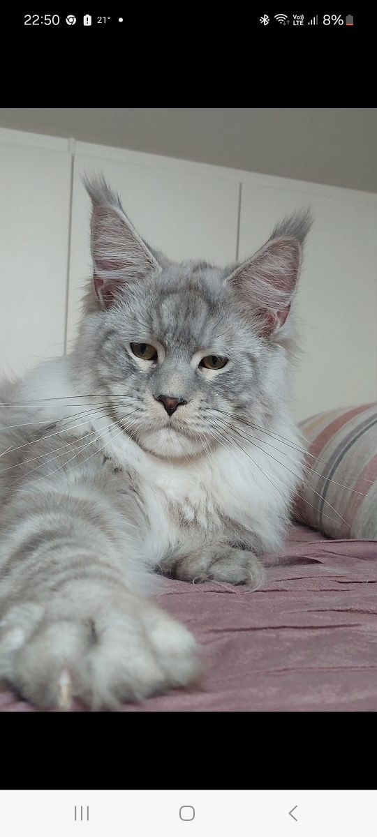 Srebrzysty kocurek Maine Coon