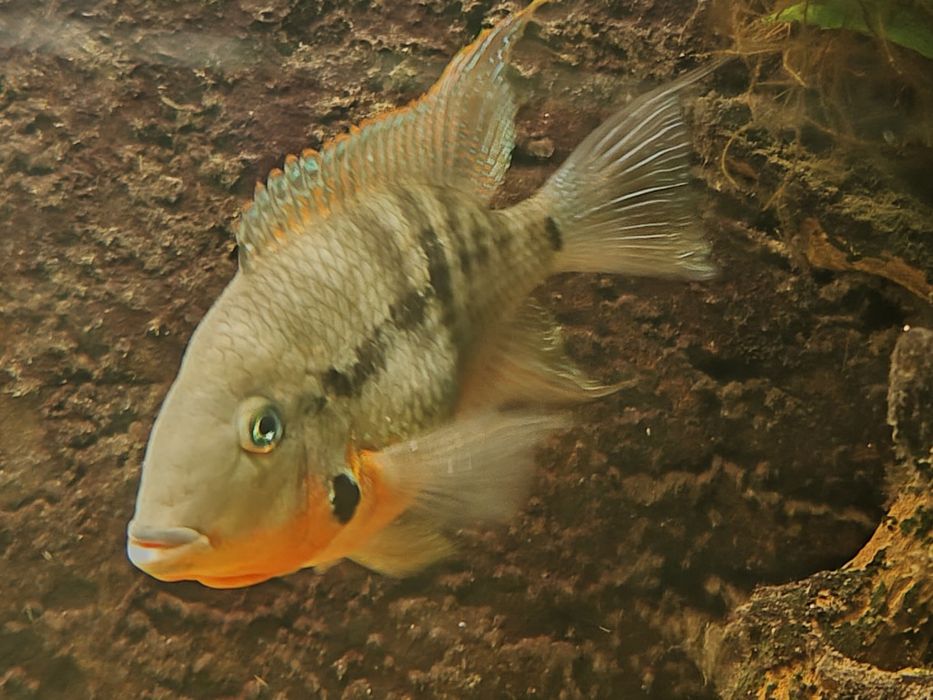 Pielęgnica Meeka i pielęgnica Miodowa