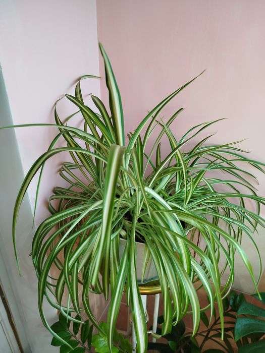 Кімнатні рослини дешево(розпродаж).