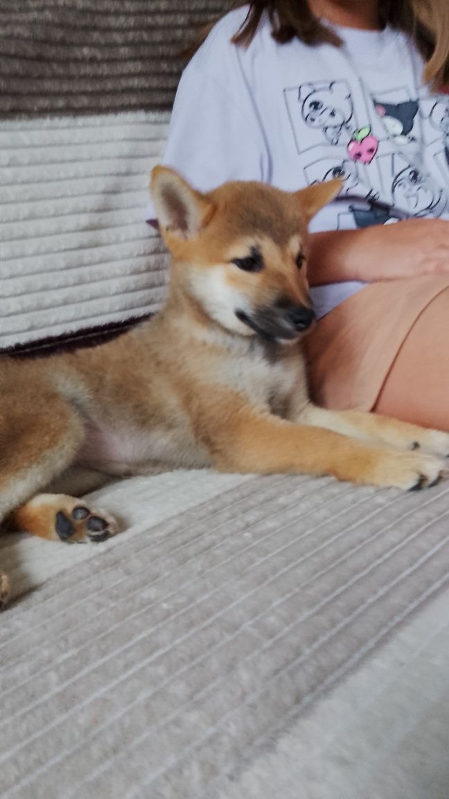 Suczka Shiba Inu gotowa do zmiany domu