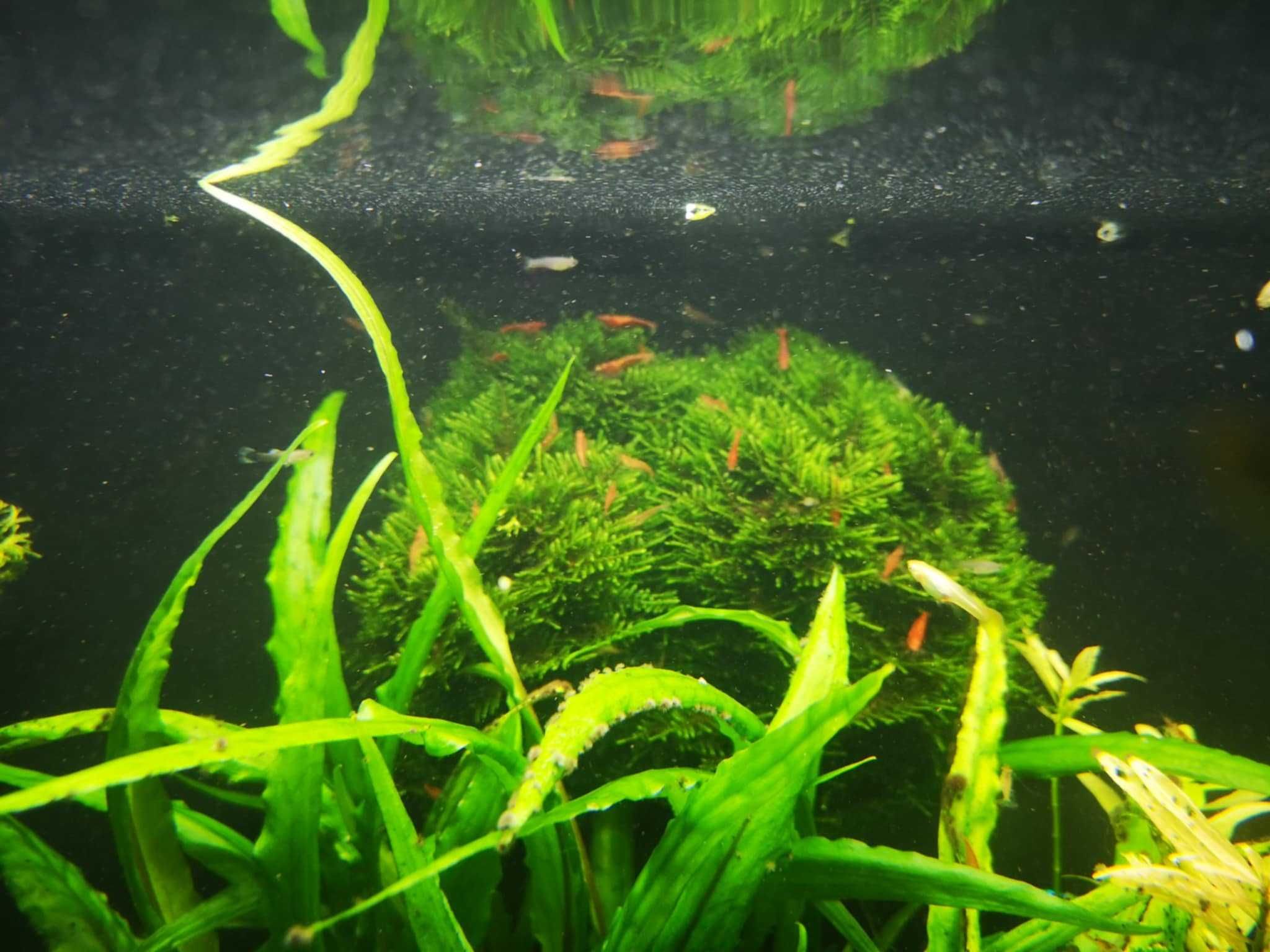 Krewetki Red Cherry + 2 rodzaje mchu