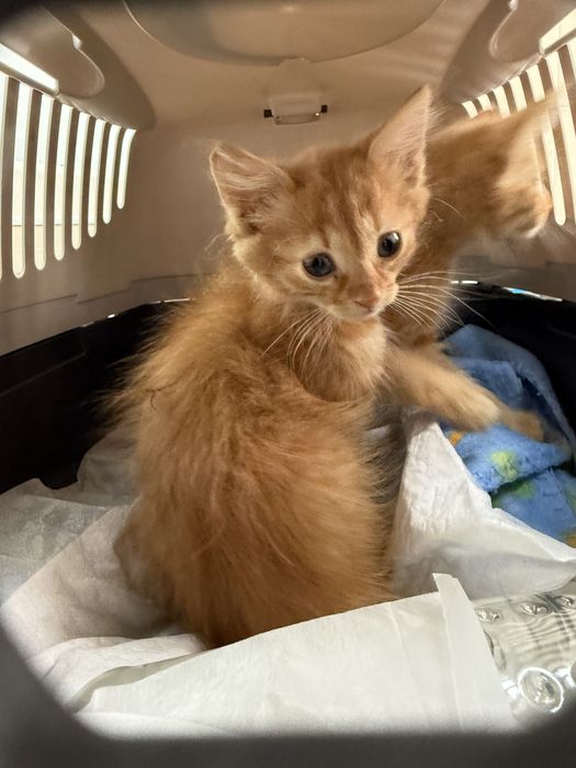 Кошеня в люблячу родину), залишився один малюк