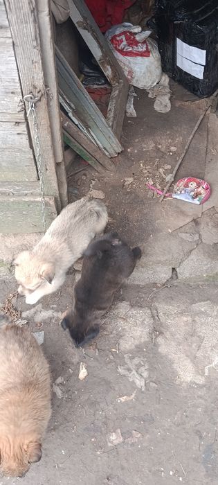 Цуценята роздаємо