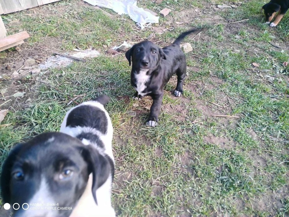 Oddam pieski szczeniaki !!!