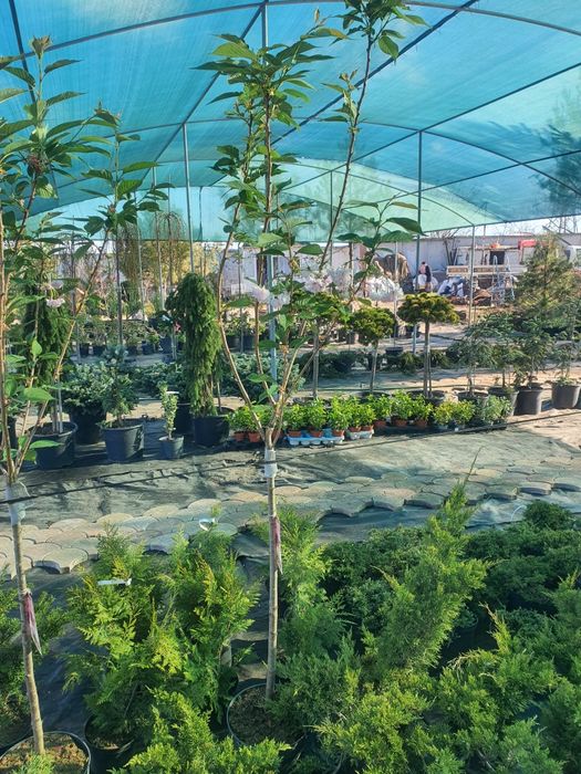 Сакура плакучая сорт канзан взрослые деревья 200см