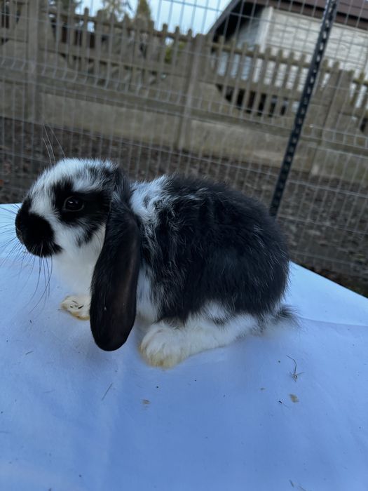Króliki młode barany francuzkie