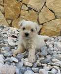 Bichon Maltes M/F