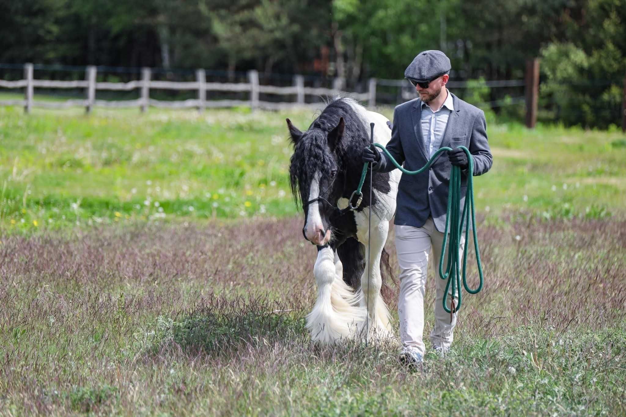 Stanówka Ogier Irish Cob/Tinker