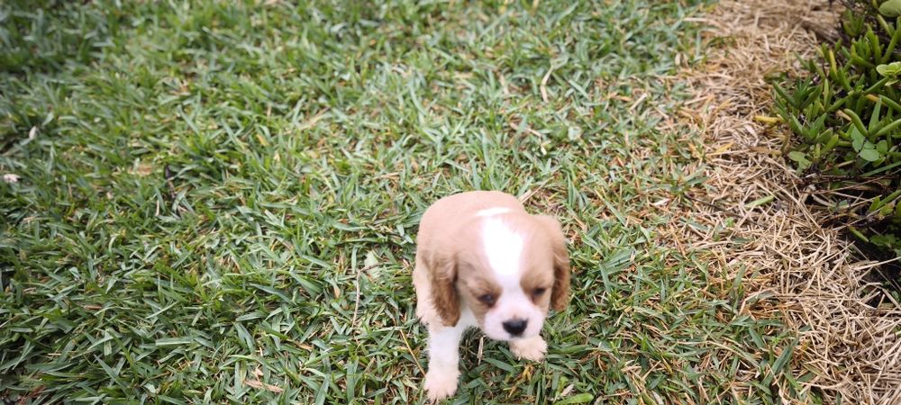 Cavalier king charles criado em ambiente familiar