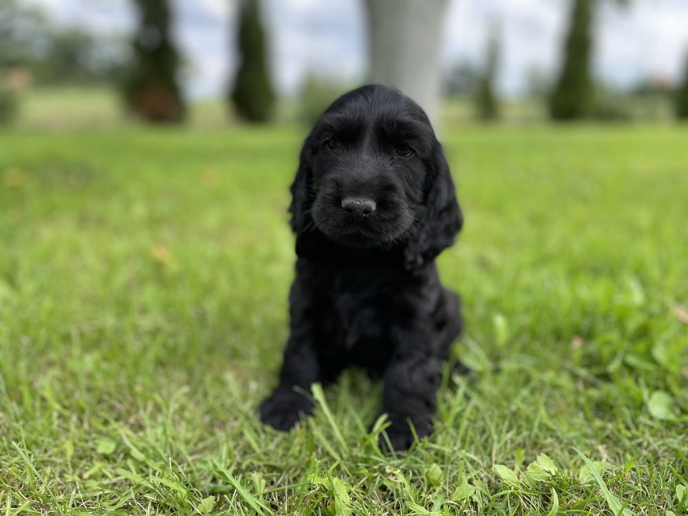 Cocker spaniel angielski szczeniak piesek