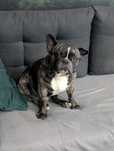 Buldog francuski