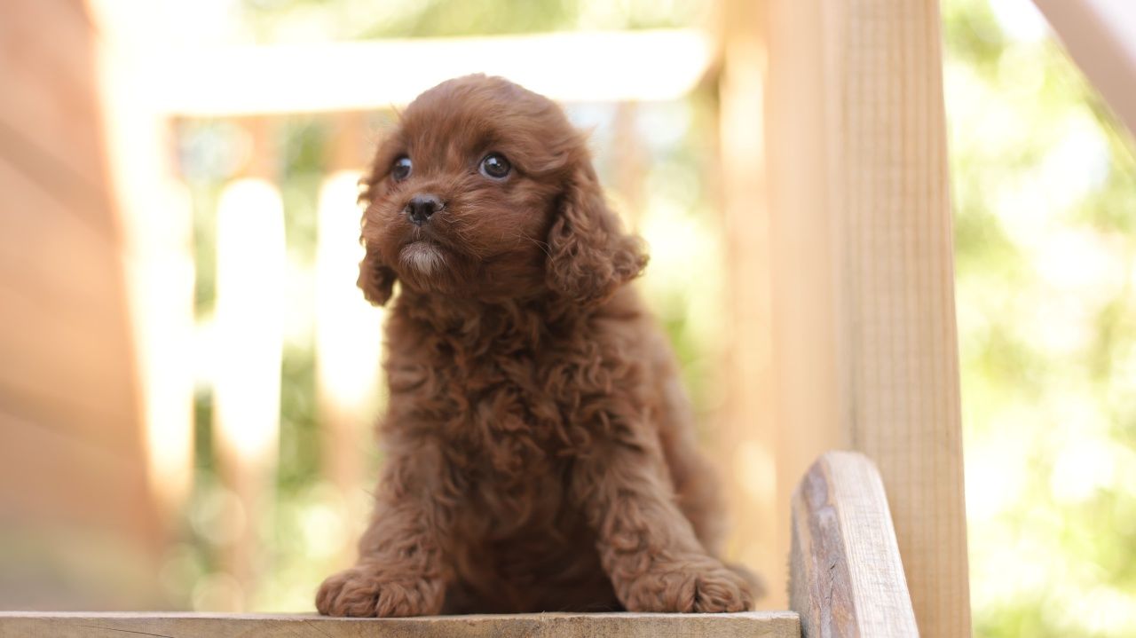 Cavapoo śliczna suczka