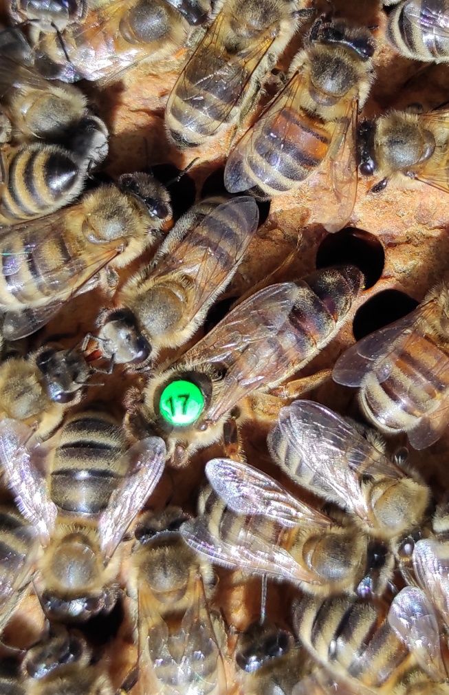 Matki pszczele unasienione naturalnie