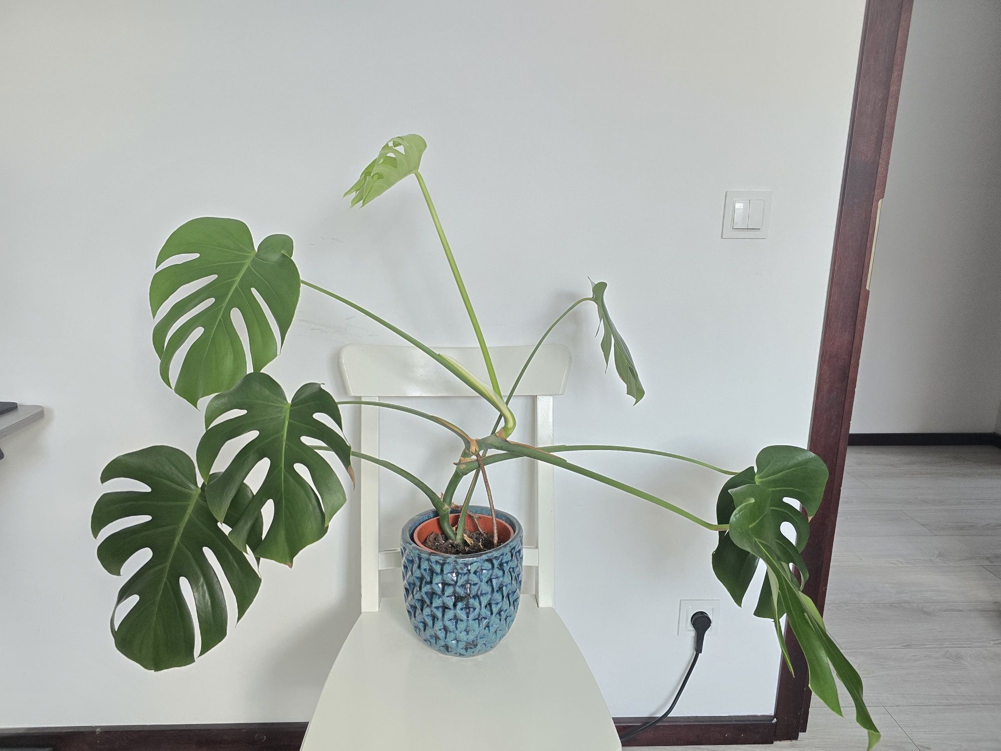 Monstera Deliciosa Big form, duża dorosła roślina 90cm wysokpsc, 110cm