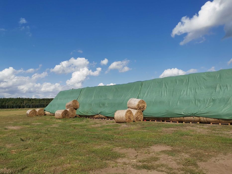 2025 Siano Bele 120 cm