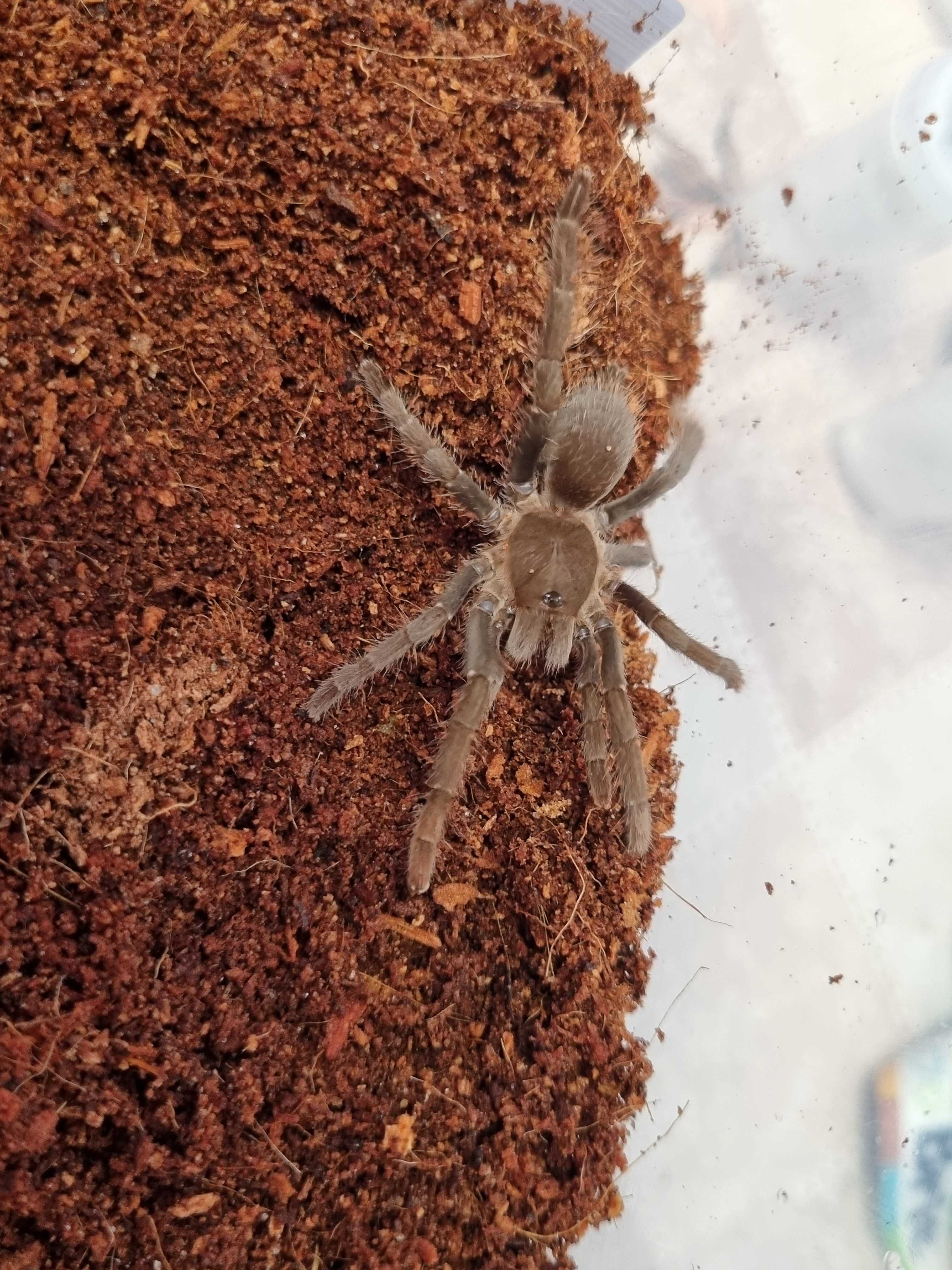 Ptasznik Hysterocrates gigas samica | pająk | Petmarket