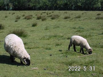 Jagnięta mięsne owce