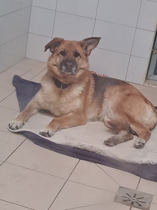 Fajna sunia Atenka Szuka domku