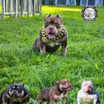 American Bully abkc