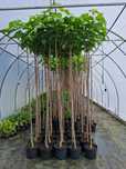 Катальпа НАНА Катальпа бегониевидная Нана Catalpa bignonioides Nana