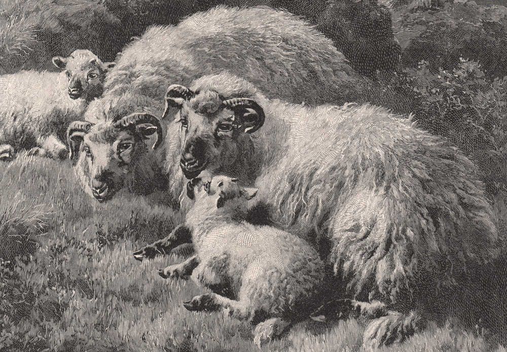 Watson: Owce w górach. Drzeworyt ilustracyjny 1902 r. oryginał