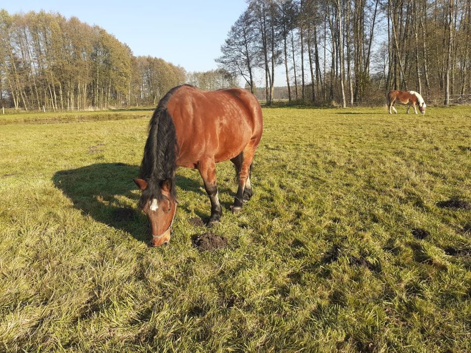 Klacz gniada zimnokrwista PKZ Polski Koń Zimnokrwisty źrebna