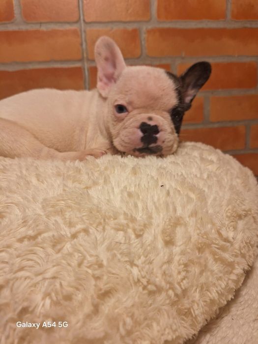 Bulldog Francês Menino