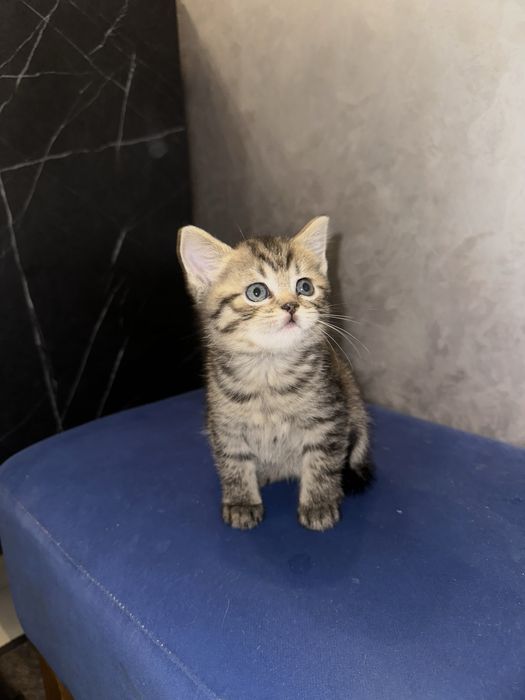 Кошеня дівчинка